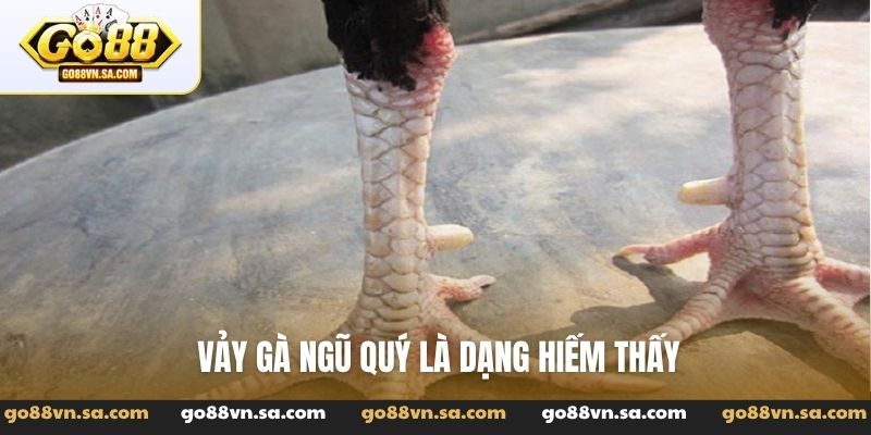 Vảy gà ngũ quỷ là dạng hiếm thấy